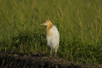_IMG9222-Edit